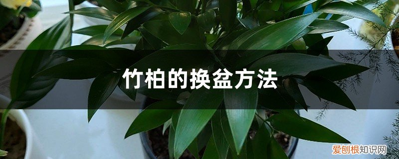 竹柏盆栽的养殖方法和注意事项 竹柏的换盆方法