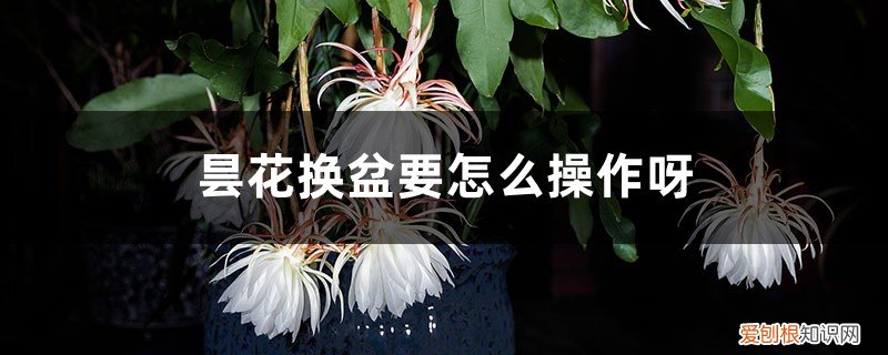 昙花夏天换盆了怎么养护 昙花换盆要怎么操作呀,换盆后要浇水吗