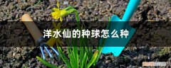 水仙种球是怎么来的 洋水仙的种球怎么种
