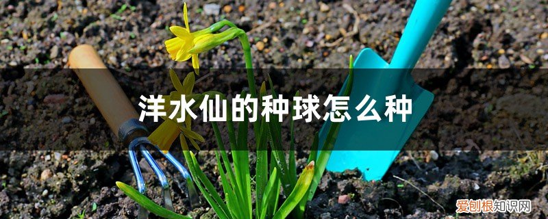 水仙种球是怎么来的 洋水仙的种球怎么种