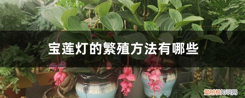 宝莲灯人工繁殖 宝莲灯的繁殖方法有哪些