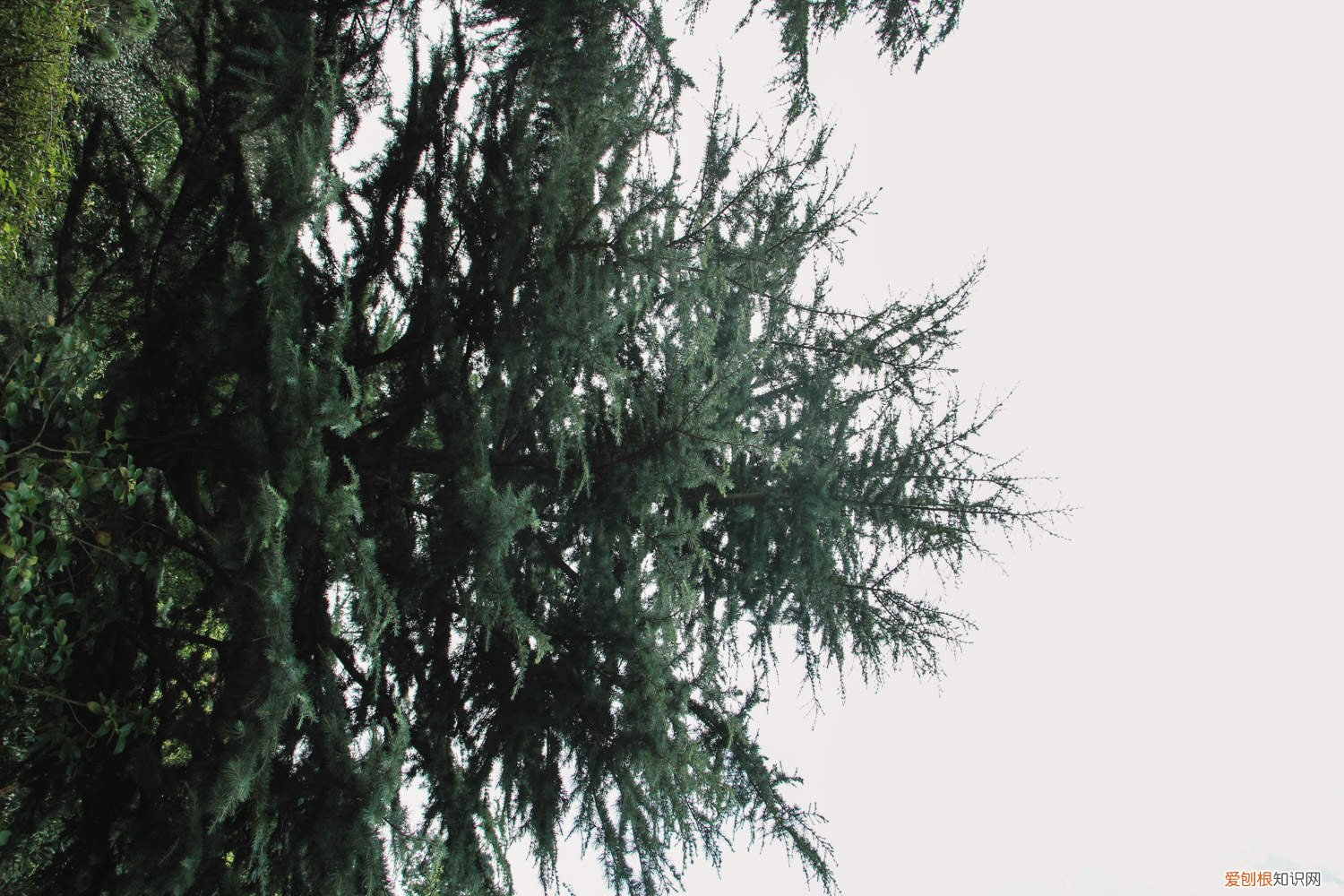 雪松的繁殖栽培与管理 雪松怎么繁殖