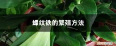 螺纹铁的繁殖方法有几种 螺纹铁的繁殖方法