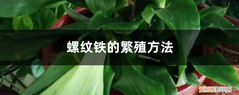 螺纹铁的繁殖方法有几种 螺纹铁的繁殖方法