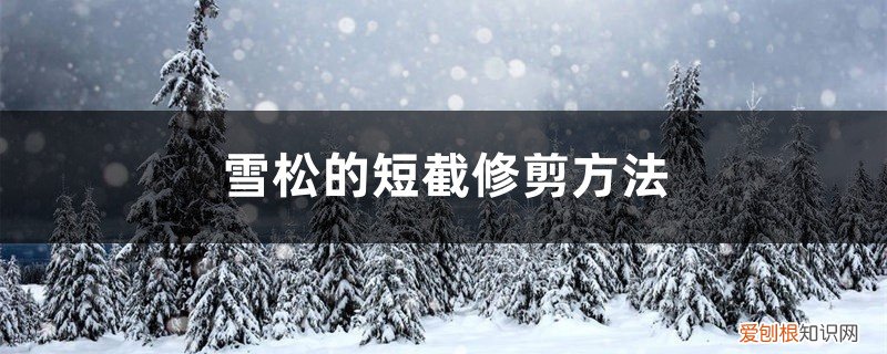 雪松怎么剪枝 雪松的短截修剪方法