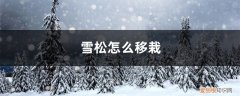 雪松怎么移栽视频 雪松怎么移栽