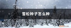 雪松种子是什么样的 雪松种子怎么种