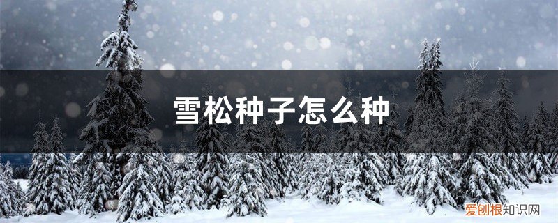 雪松种子是什么样的 雪松种子怎么种