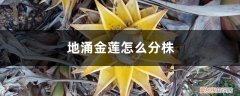 地涌金莲什么时候移栽好 地涌金莲怎么分株，怎么移栽