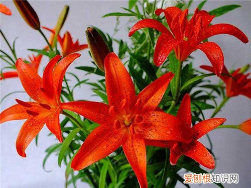 野百合花的花期是什么时候 怎样正确的食用百合