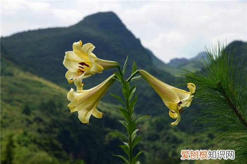 野百合花的花期是什么时候 怎样正确的食用百合