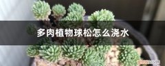 多肉松球怎么扦插 多肉植物球松怎么浇水