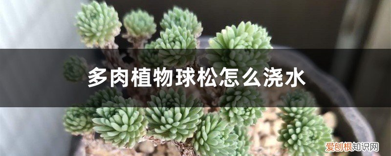 多肉松球怎么扦插 多肉植物球松怎么浇水