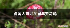 虞美人多长时间开花 虞美人可以在当年开花吗