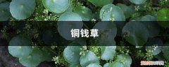 铜钱草分盆视频：一盆变两盆，还能爆盆
