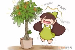 发财树居然开花了 发财树竟然还能开花结果，他都是这么做的