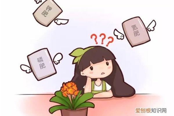 不用总浇水的花 养花光知道浇水,那你的花离死不远了