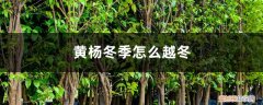 黄杨冬季怎么越冬呢 黄杨冬季怎么越冬