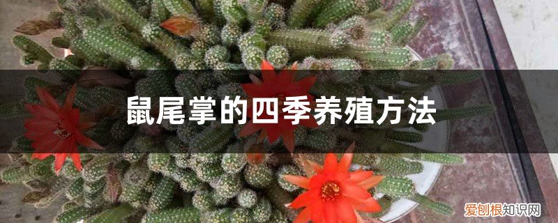 鼠尾掌的四季养殖方法图解 鼠尾掌的四季养殖方法