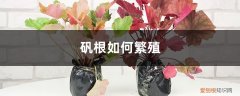 矾根的繁殖方法和注意事项 矾根如何繁殖，有哪些注意事项