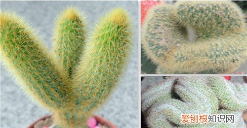 仙人掌的种类及图片大全 仙人掌的摆放禁忌