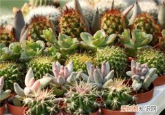 仙人掌的种类及图片大全 仙人掌的摆放禁忌