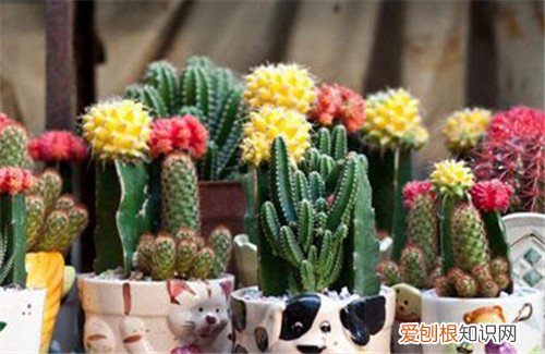 仙人掌的种类及图片大全 仙人掌的摆放禁忌