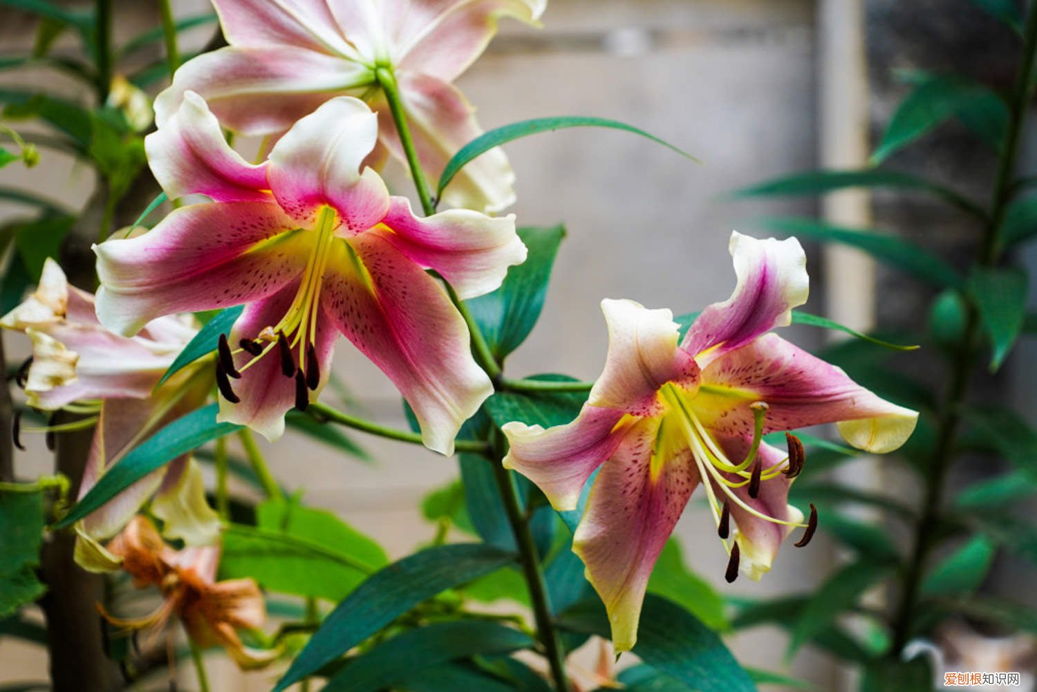 百合花怎么繁殖的 百合花怎么繁殖