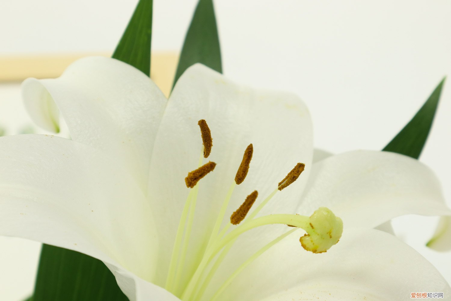 百合花怎么繁殖的 百合花怎么繁殖