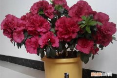 今年年宵花卉行情好不好 新年年宵花，购买养护你做对了吗？