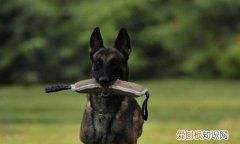 马犬拴养一直不放会怎样 马犬拴养一直不放的后果