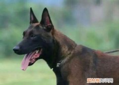 马犬几个月开始咬生人 马犬开始咬生人的