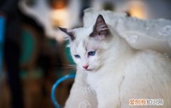 养野猫有什么忌讳吗 养野猫要注意什么