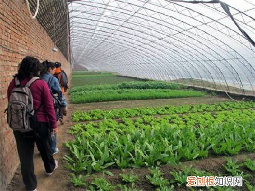 有机蔬菜种植基地实施方案 怎么种植有机蔬菜