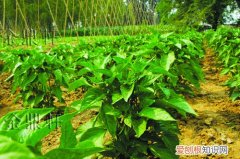 有机蔬菜种植基地实施方案 怎么种植有机蔬菜