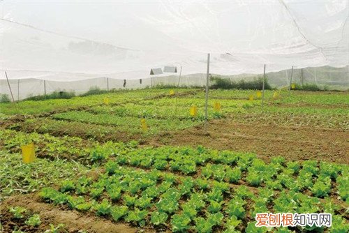 有机蔬菜种植基地实施方案 怎么种植有机蔬菜