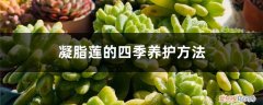 凝脂莲好度夏吗 凝脂莲的四季养护方法