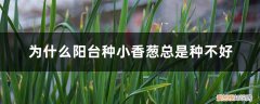 为什么阳台种小香葱总是种不好呢 为什么阳台种小香葱总是种不好