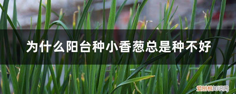 为什么阳台种小香葱总是种不好呢 为什么阳台种小香葱总是种不好