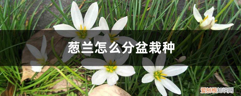 葱兰怎么种植方法 葱兰怎么分盆栽种