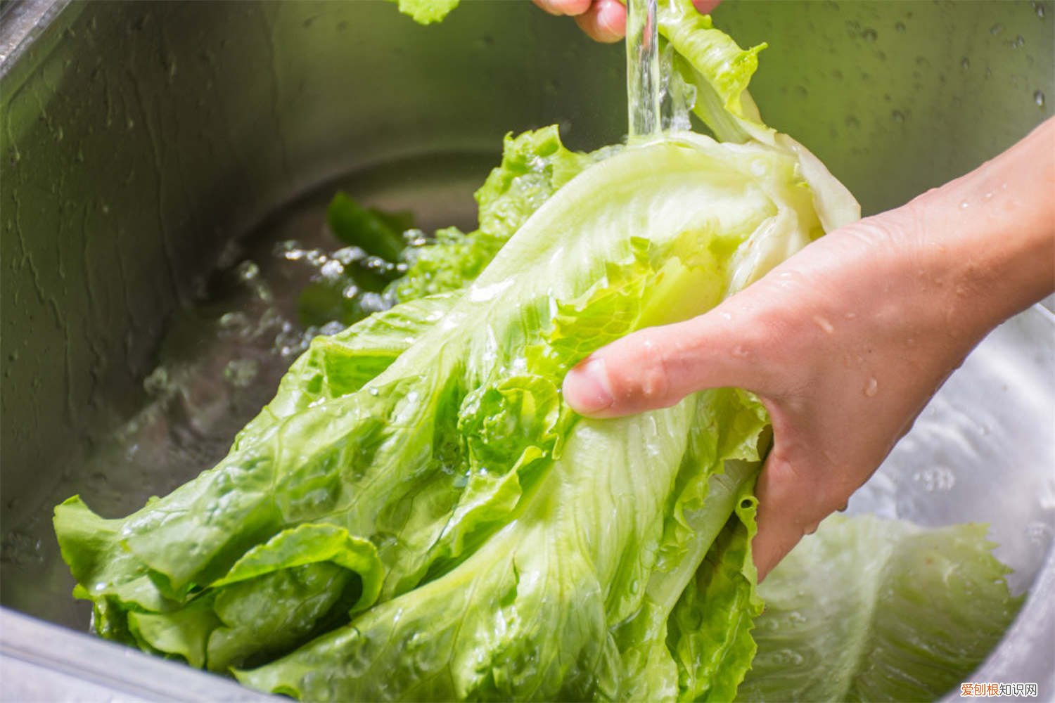 生菜种子怎么种植方法视频 生菜种子怎么种