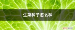 生菜种子怎么种植方法视频 生菜种子怎么种