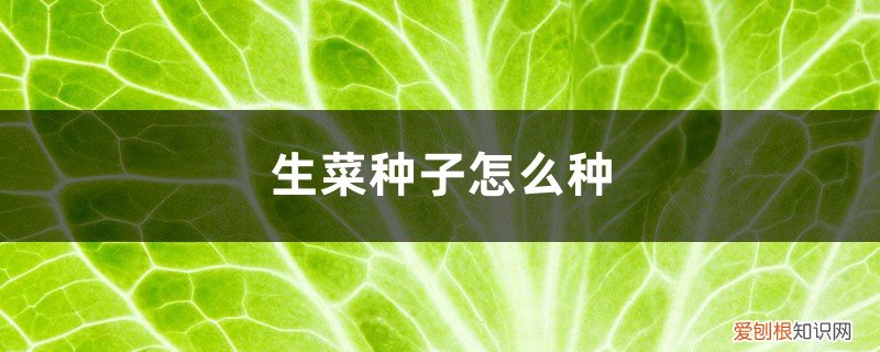 生菜种子怎么种植方法视频 生菜种子怎么种