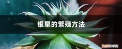 银月怎么繁殖 银星的繁殖方法
