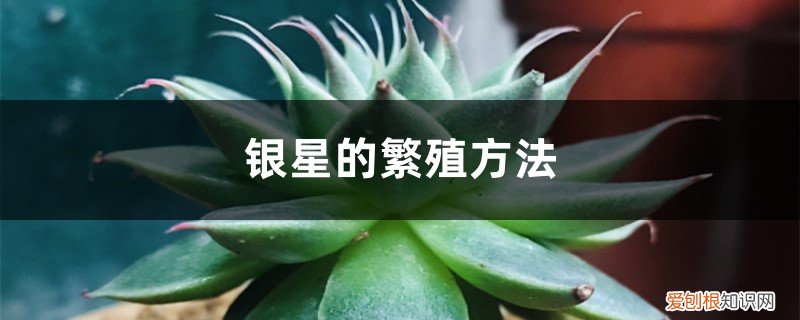 银月怎么繁殖 银星的繁殖方法