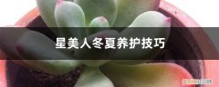 冬美人夏天怎么养护 星美人冬夏养护技巧