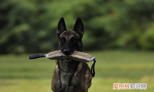 马犬几个月停止生长 马犬12~18个月停止生长