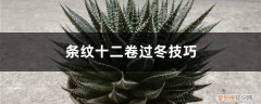 条纹十二卷生长期 条纹十二卷过冬技巧