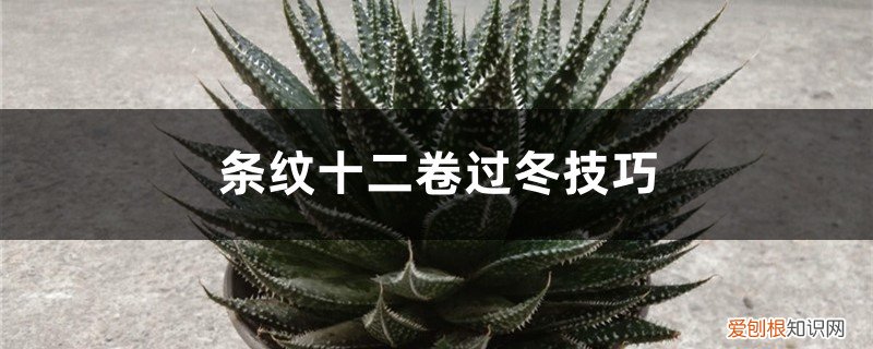 条纹十二卷生长期 条纹十二卷过冬技巧