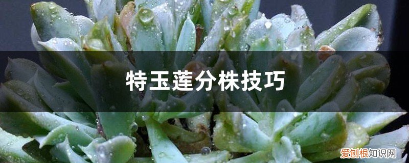 特玉莲杂交的品种有哪些 特玉莲分株技巧